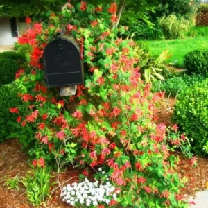Fragrant Major Wheeler Honeysuckle Plant Live Vine, Perennial Lonicera Honeysuckle Plants in 2.5 Inch Pot