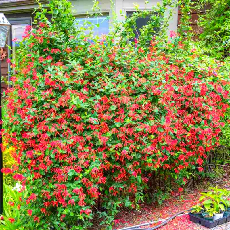 Fragrant Major Wheeler Honeysuckle Plant Live Vine, Perennial Lonicera Honeysuckle Plants in 2.5 Inch Pot