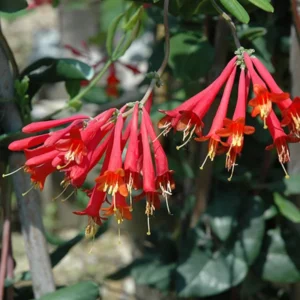 Fragrant Major Wheeler Honeysuckle Plant Live Vine, Perennial Lonicera Honeysuckle Plants in 2.5 Inch Pot