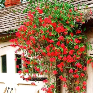 Fragrant Major Wheeler Honeysuckle Plant Live Vine, Perennial Lonicera Honeysuckle Plants in 2.5 Inch Pot