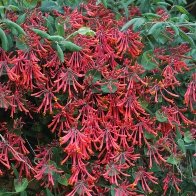 Fragrant Major Wheeler Honeysuckle Plant Live Vine, Perennial Lonicera Honeysuckle Plants in 2.5 Inch Pot