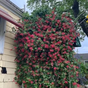 Fragrant Major Wheeler Honeysuckle Plant Live Vine, Perennial Lonicera Honeysuckle Plants in 2.5 Inch Pot