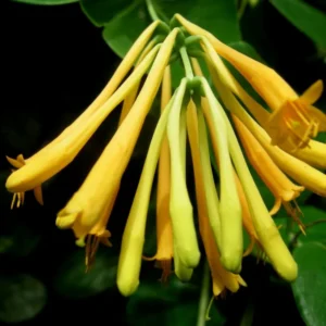 Fragrant Yellow Climbing Honeysuckle Plant Live Vine, Lonicera Perennial Honeysuckle Plants in 2.5 Inch Pot