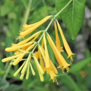 Fragrant Yellow Climbing Honeysuckle Plant Live Vine, Lonicera Perennial Honeysuckle Plants in 2.5 Inch Pot