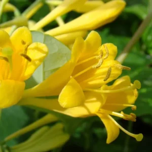 Fragrant Yellow Climbing Honeysuckle Plant Live Vine, Lonicera Perennial Honeysuckle Plants in 2.5 Inch Pot