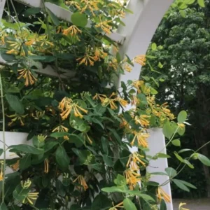 Fragrant Yellow Climbing Honeysuckle Plant Live Vine, Lonicera Perennial Honeysuckle Plants in 2.5 Inch Pot