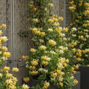 Scentsation Honeysuckle Fragrant Yellow Climbing Honeysuckle Plant Live Vine, Lonicera Perennial Honeysuckle Plants in 2.5 Inch Pot