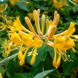 Scentsation Honeysuckle Fragrant Yellow Climbing Honeysuckle Plant Live Vine, Lonicera Perennial Honeysuckle Plants in 2.5 Inch Pot