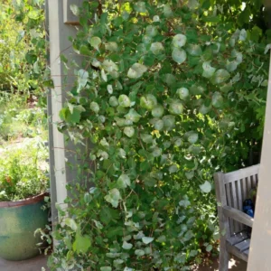 Fragrant Ghost Climbing Honeysuckle Plant Live Vine, Lonicera Perennial Honeysuckle Plants Bushes Shrubs in 2.5 Inch Pot, 5-10