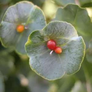 Fragrant Ghost Climbing Honeysuckle Plant Live Vine, Lonicera Perennial Honeysuckle Plants Bushes Shrubs in 2.5 Inch Pot, 5-10