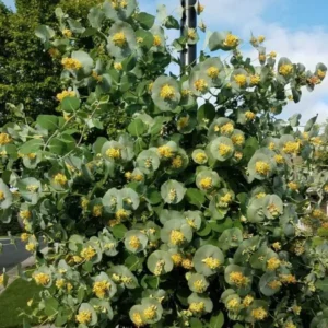 Fragrant Ghost Climbing Honeysuckle Plant Live Vine, Lonicera Perennial Honeysuckle Plants Bushes Shrubs in 2.5 Inch Pot, 5-10