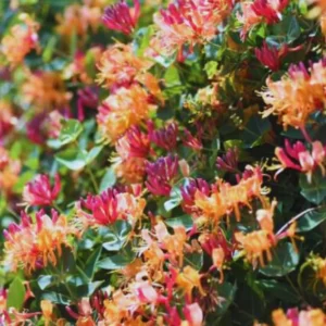 Fragrant Gold Flame Climbing Honeysuckle Plant Live Vine, Lonicera Perennial Honeysuckle Plants Bushes Shrubs for Planting