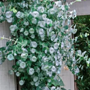 Fragrant Ghost Climbing Honeysuckle Plant Live Vine, Lonicera Perennial Honeysuckle Plants Bushes Shrubs in 2.5 Inch Pot, 5-10