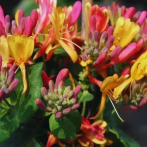 Fragrant Gold Flame Climbing Honeysuckle Plant Live Vine, Lonicera Perennial Honeysuckle Plants Bushes Shrubs for Planting