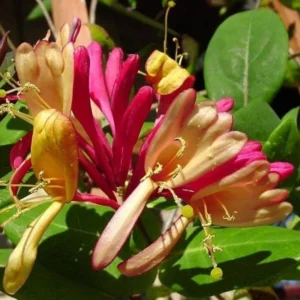 Fragrant Gold Flame Climbing Honeysuckle Plant Live Vine, Lonicera Perennial Honeysuckle Plants Bushes Shrubs for Planting