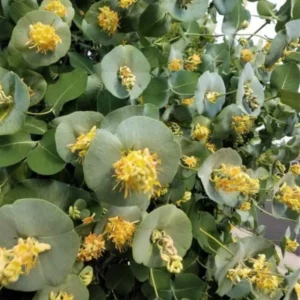 Fragrant Ghost Climbing Honeysuckle Plant Live Vine, Lonicera Perennial Honeysuckle Plants Bushes Shrubs in 2.5 Inch Pot, 5-10
