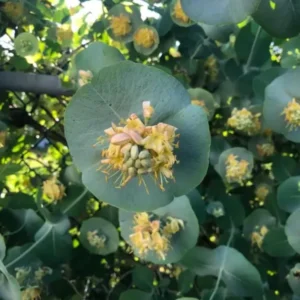 Fragrant Ghost Climbing Honeysuckle Plant Live Vine, Lonicera Perennial Honeysuckle Plants Bushes Shrubs in 2.5 Inch Pot, 5-10