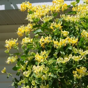 Yellow White Honeysuckle Bush Climbing, Honeysuckle Plant Live Vine, Fragrant Lonicera Perennial Honeysuckle Plants Bushes Shrubs in 2.5 Inch Pot