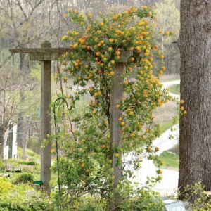 Yellow White Honeysuckle Bush Climbing, Honeysuckle Plant Live Vine, Fragrant Lonicera Perennial Honeysuckle Plants Bushes Shrubs in 2.5 Inch Pot