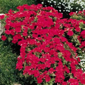 Scarlet Creeping Phlox Plant, Starter Phlox Live Plant, Well Rooted, Creeping Perennial Ground Cover