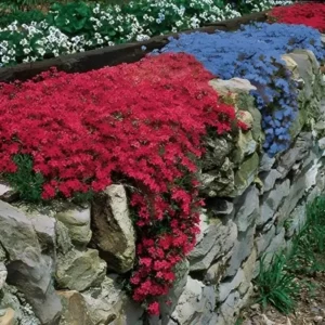 Scarlet Creeping Phlox Plant, Starter Phlox Live Plant, Well Rooted, Creeping Perennial Ground Cover