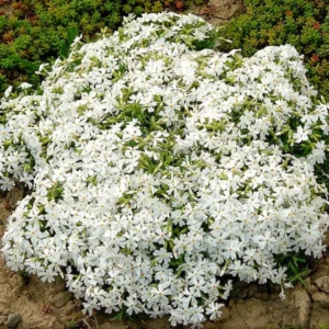 White Creeping Phlox, Starter Phlox Live Plant, Well Rooted, Creeping Perennial Ground Cover