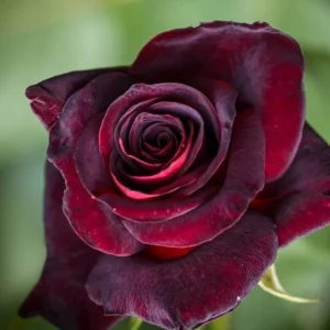 Black Red Rose Bushes Shrubs Climbing Climber Live Plant, Pink Rose for Planting, Starter Size, 4 to 10 Inc Tall