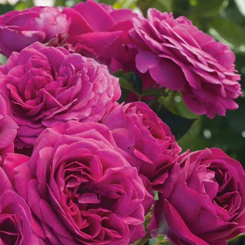 Purple Climbing Rose Bushes Shrubs Live Plant, Pink Rose for Planting, Starter Size, 4 to 10 Inc Tall