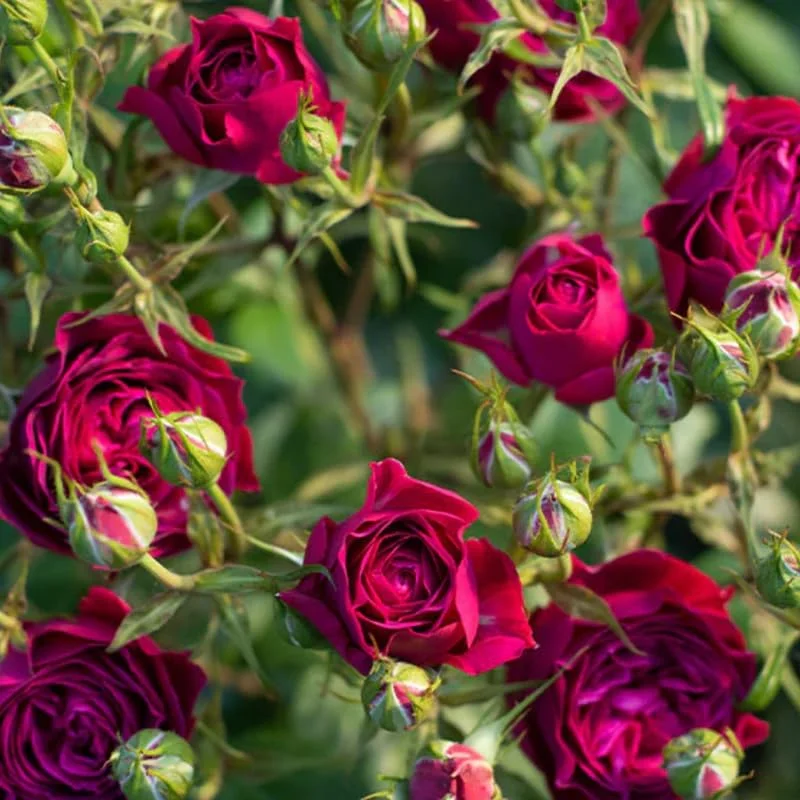 Purple Climbing Rose Bushes Shrubs Live Plant, Pink Rose for Planting, Starter Size, 4 to 10 Inc Tall