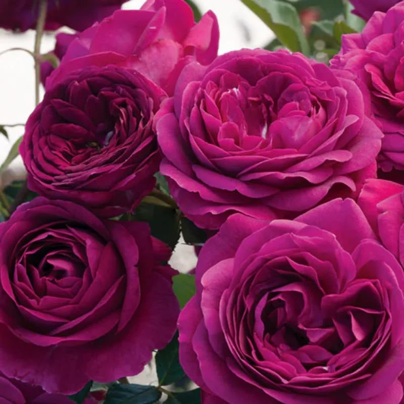 Purple Climbing Rose Bushes Shrubs Live Plant, Pink Rose for Planting, Starter Size, 4 to 10 Inc Tall