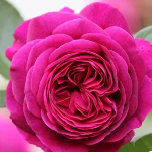 Purple Climbing Rose Bushes Shrubs Live Plant, Pink Rose for Planting, Starter Size, 4 to 10 Inc Tall
