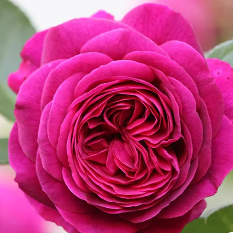 Purple Climbing Rose Bushes Shrubs Live Plant, Pink Rose for Planting, Starter Size, 4 to 10 Inc Tall