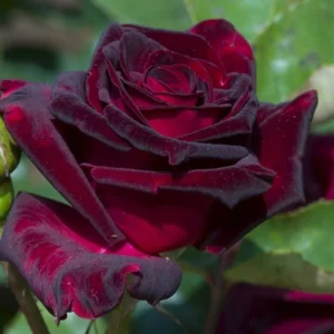Black Red Rose Bushes Shrubs Climbing Climber Live Plant, Pink Rose for Planting, Starter Size, 4 to 10 Inc Tall