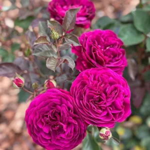 Purple Climbing Rose Bushes Shrubs Live Plant, Pink Rose for Planting, Starter Size, 4 to 10 Inc Tall