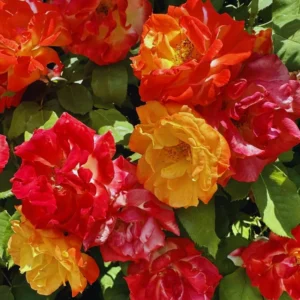 Yellow Orange Climbing Rose Bushes Shrubs Live Plant, Pink Rose for Planting, Starter Size, 4 to 10 Inc Tall