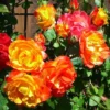 Yellow Orange Climbing Rose Bushes Shrubs Live Plant, Pink Rose for Planting, Starter Size, 4 to 10 Inc Tall