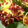 Yellow Red Rose Bushes Shrubs Climbing Climber Live Plant, Pink Rose for Planting, Starter Size, 4 to 10 Inc Tall