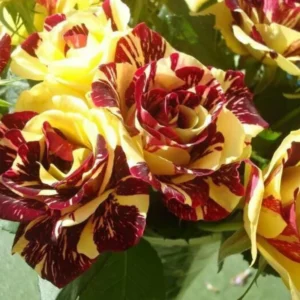 Yellow Red Rose Bushes Shrubs Climbing Climber Live Plant, Pink Rose for Planting, Starter Size, 4 to 10 Inc Tall