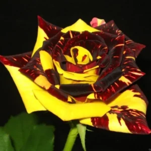 Yellow Red Rose Bushes Shrubs Climbing Climber Live Plant, Pink Rose for Planting, Starter Size, 4 to 10 Inc Tall