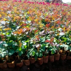 Yellow Red Rose Bushes Shrubs Climbing Climber Live Plant, Pink Rose for Planting, Starter Size, 4 to 10 Inc Tall