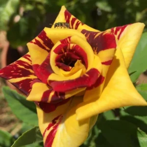 Yellow Red Rose Bushes Shrubs Climbing Climber Live Plant, Pink Rose for Planting, Starter Size, 4 to 10 Inc Tall