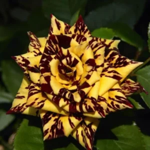 Yellow Red Rose Bushes Shrubs Climbing Climber Live Plant, Pink Rose for Planting, Starter Size, 4 to 10 Inc Tall