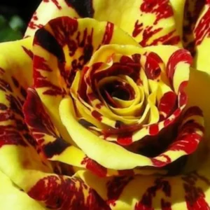Yellow Red Rose Bushes Shrubs Climbing Climber Live Plant, Pink Rose for Planting, Starter Size, 4 to 10 Inc Tall