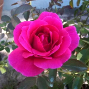 Pink New Dawn Rose Plant Live, Climbing Rose Bushes Shrubs Live Plant, Pink Rose for Planting, Starter Size, 4 to 10 Inc Tall