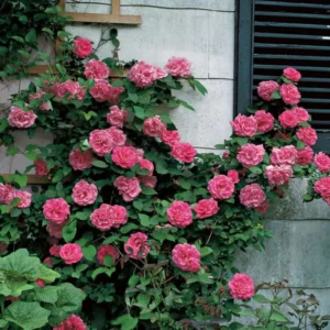 Pink New Dawn Rose Plant Live, Climbing Rose Bushes Shrubs Live Plant, Pink Rose for Planting, Starter Size, 4 to 10 Inc Tall
