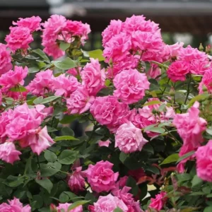 Pink New Dawn Rose Plant Live, Climbing Rose Bushes Shrubs Live Plant, Pink Rose for Planting, Starter Size, 4 to 10 Inc Tall