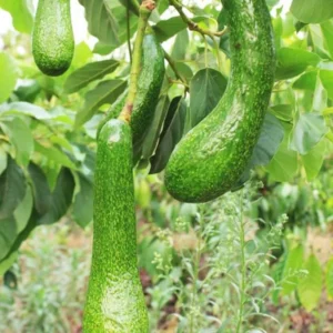 3Ft Avocado Tree Fruit, Avocado Live Plant, Avocado Tree Live Plant in 3 Gallon Pot, Avocado Grafted Tree Plant, 36 Inches in Tall