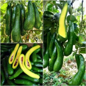 3Ft Avocado Tree Fruit, Avocado Live Plant, Avocado Tree Live Plant in 3 Gallon Pot, Avocado Grafted Tree Plant, 36 Inches in Tall