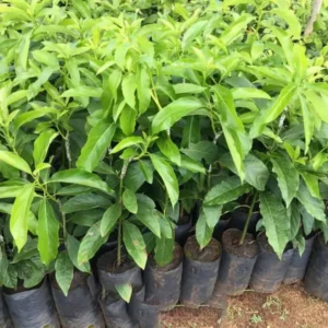 3Ft Avocado Tree Fruit, Avocado Live Plant, Avocado Tree Live Plant in 3 Gallon Pot, Avocado Grafted Tree Plant, 36 Inches in Tall