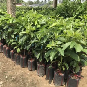 3Ft Avocado Tree Fruit, Avocado Live Plant, Avocado Tree Live Plant in 3 Gallon Pot, Avocado Grafted Tree Plant, 36 Inches in Tall